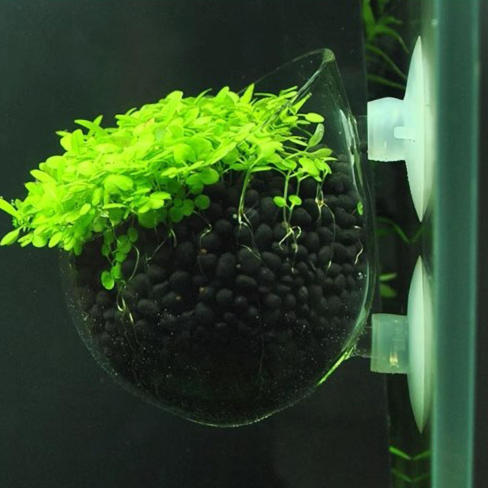 Aquarium Plant Holder Glass Aq - Planted Aquarium Aquascape review and price