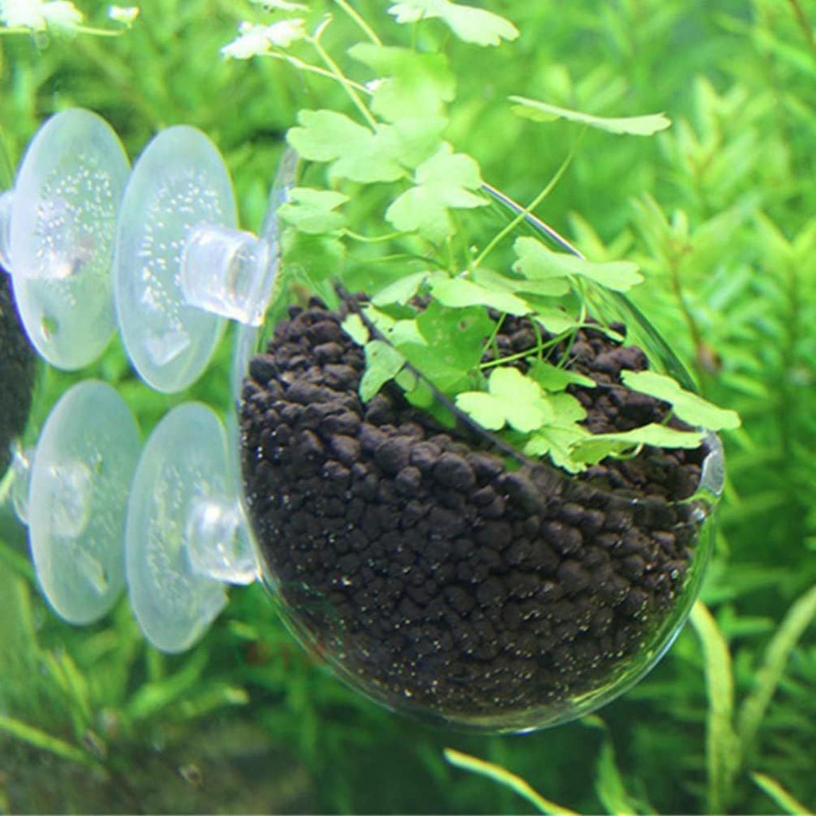 Aquarium Plant Holder Glass Aq - Planted Aquarium Aquascape review and price