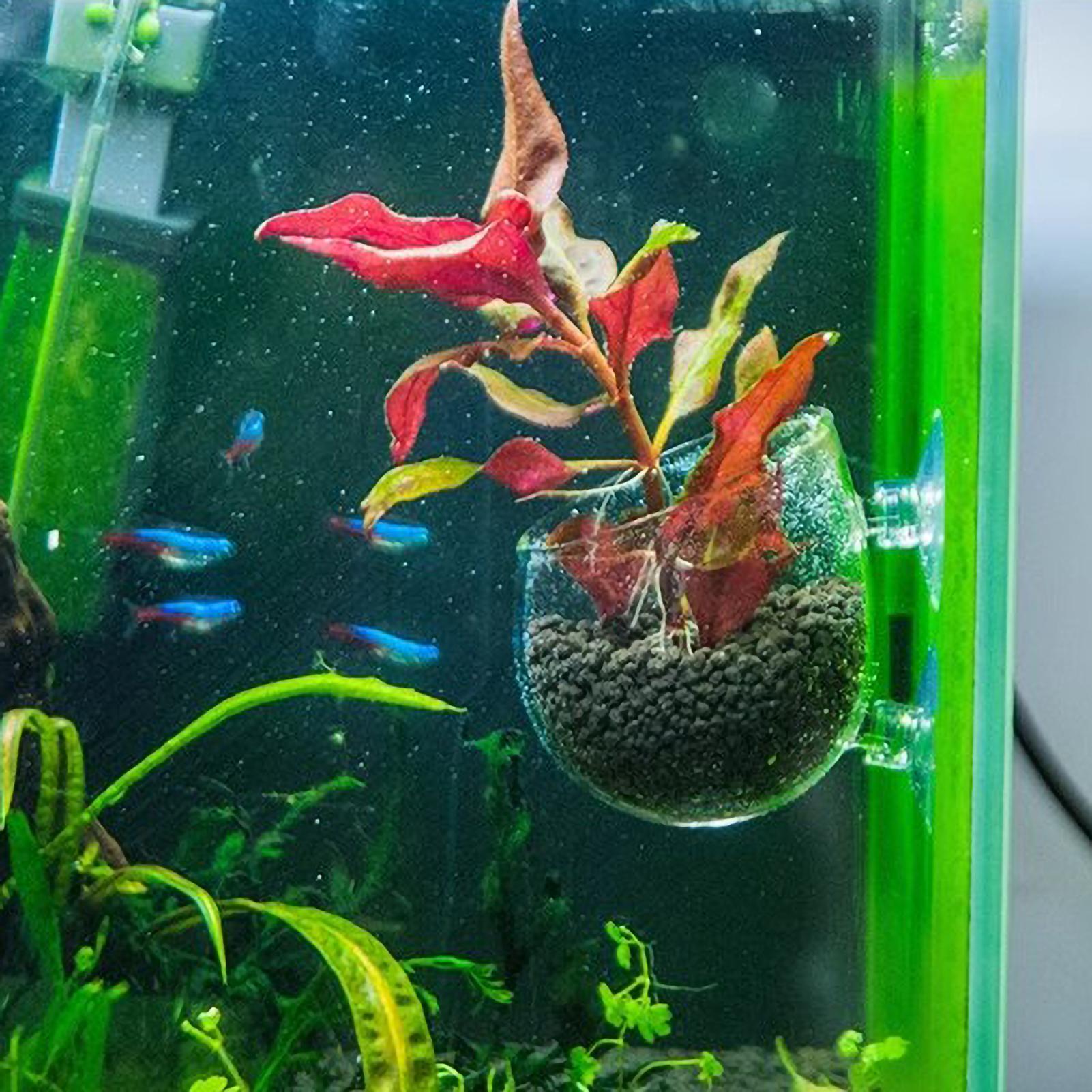 Aquarium Plant Holder Glass Aq - Planted Aquarium Aquascape review and price