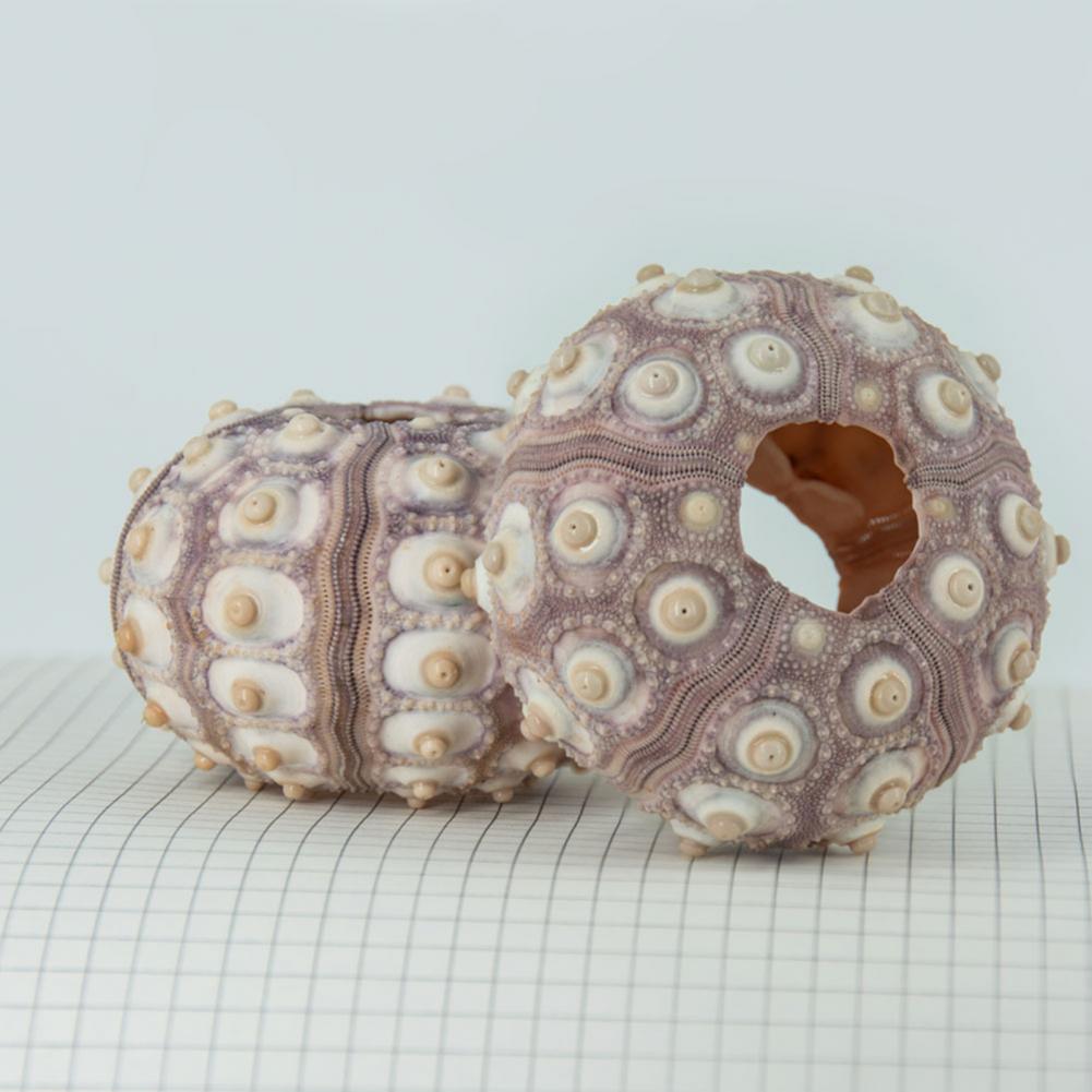 5cm-6cm Sea Shell Conch Orname - Planted Aquarium Air Stone review and price