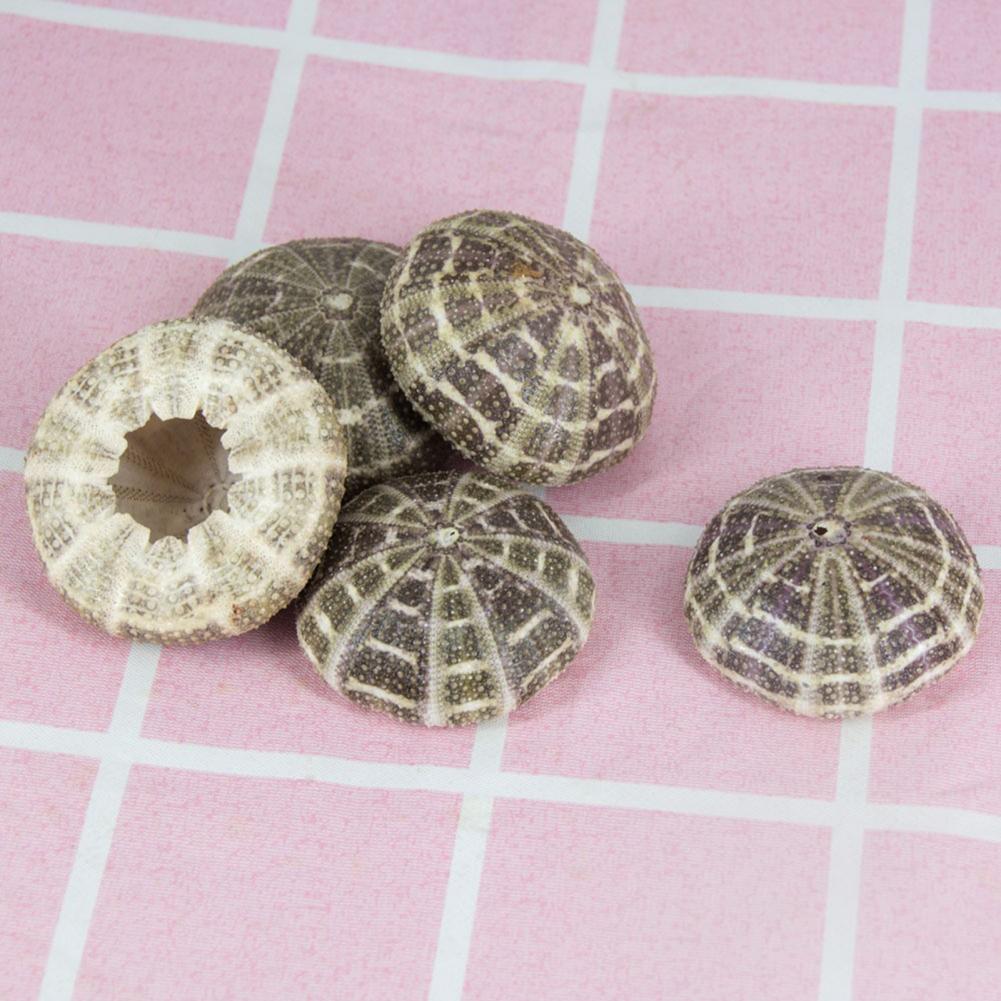 5cm-6cm Sea Shell Conch Orname - Planted Aquarium Air Stone review and price