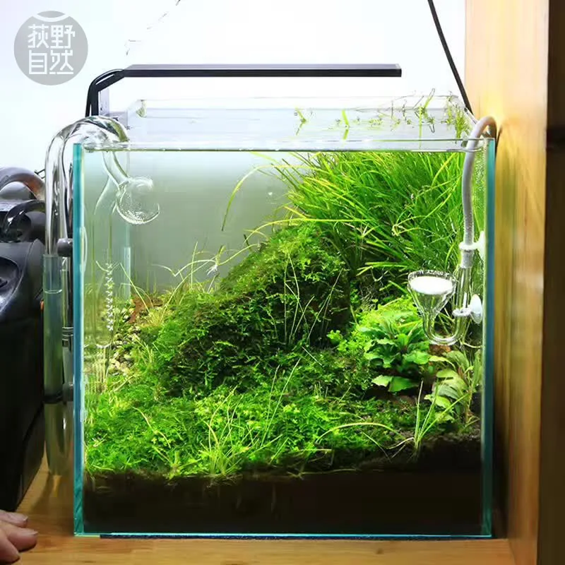 Chihiros C Series ADA Style Pl - Aquarium Plant Diseases review and price