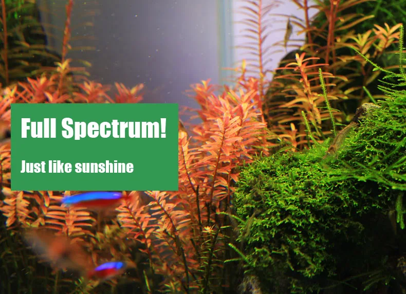 Chihiros C Series ADA Style Pl - Aquarium Plant Diseases review and price