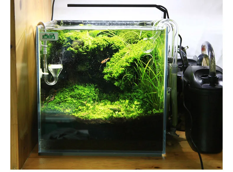 Chihiros C Series ADA Style Pl - Aquarium Plant Diseases review and price