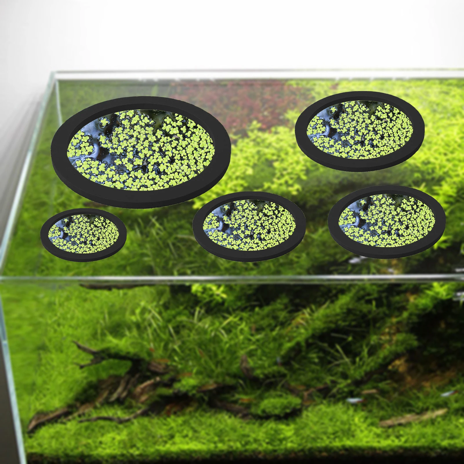 5Pcs EVA Fish Feeding Ring Aqu - Aquarium Plants review and price