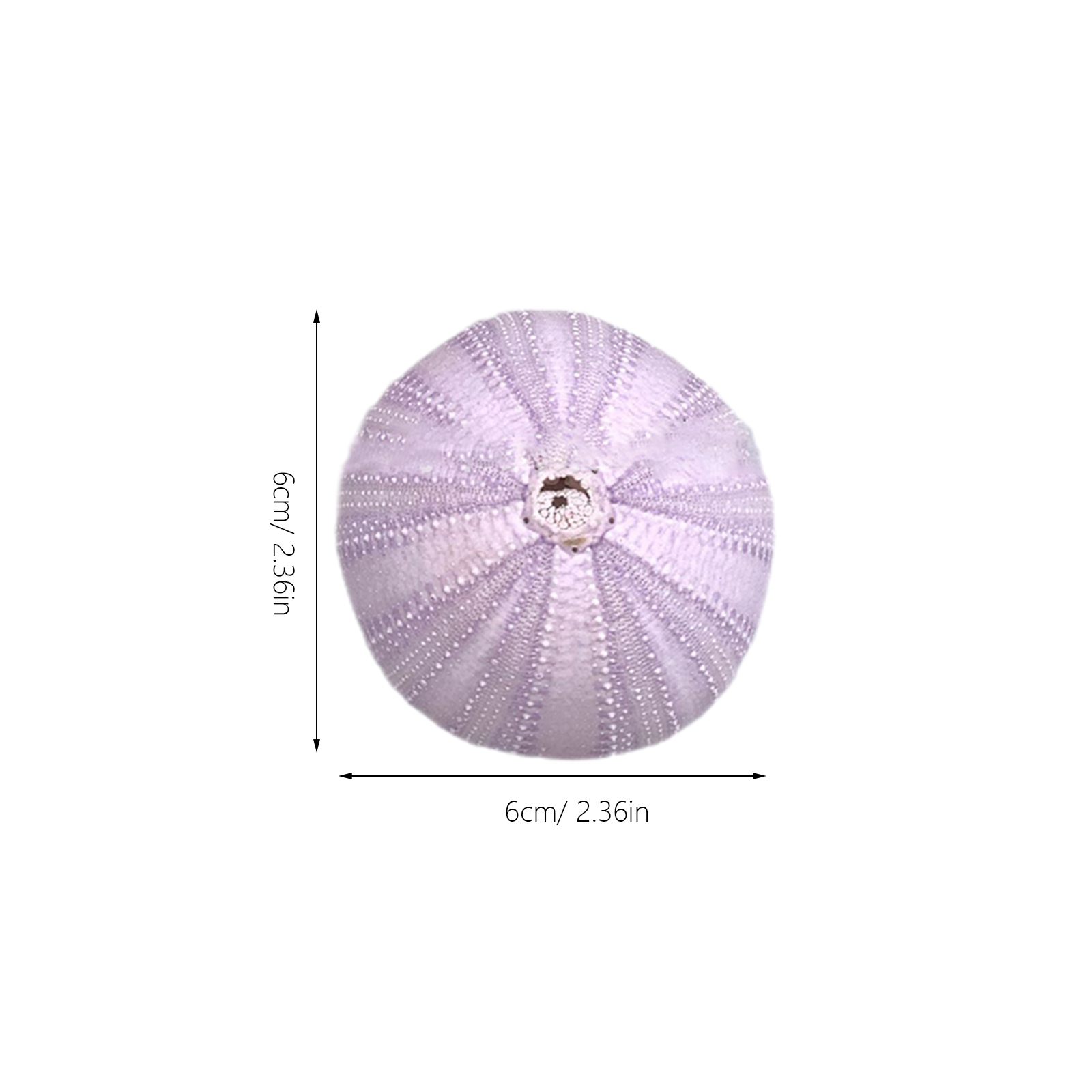 6Pcs Sea Urchin Shell Decor Na - Aquarium Planted Fish Tank review and price