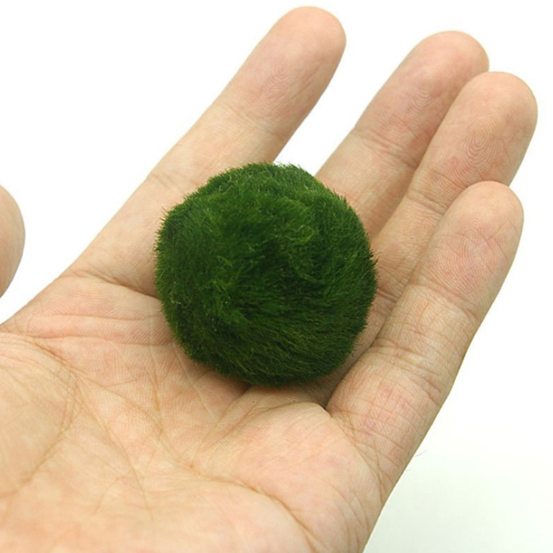 Marimo Moss Balls Live Aquariu - Planted Aquarium Moss review and price