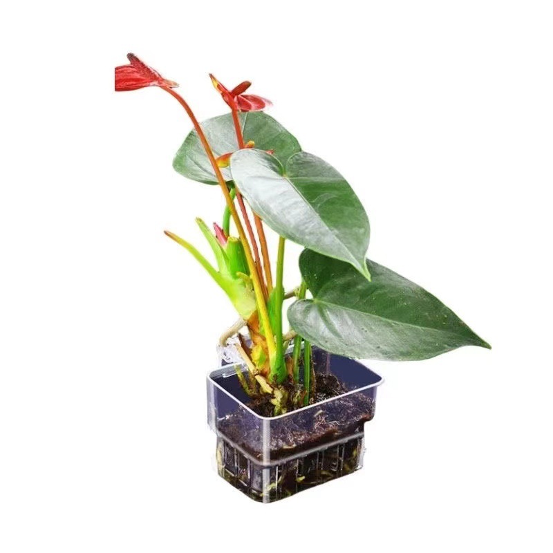 Aquarium Hydroponic Planting B - Aquarium Plant Grass review and price